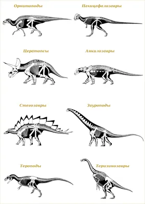 Динозавры онлайн dinosaurs, бесплатно динозавры хищные, фото динозавры  юрского периода, доисторические динозавры в картинках, самый большой  динозавр, виды динозавров энциклопедия, скелет динозавра, названия  динозавров эпоха, ихтиозавры, плезиозавры ...