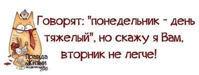 Пин от пользователя екатерина на доске юмор | Кошки, Забавности, Теневые  картинки