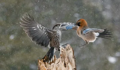 УРА ! УРА ! ВЫХОДНЫЕ ! ВЕСЁЛЫХ ВЫХОДНЫХ ! *** ~ Открытка (плейкаст)