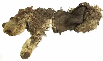 Учёные могут возродить вымершего волка (5 фото) » Невседома
