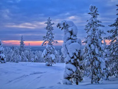 Зимний лес снегопад - фото и картинки: 31 штук