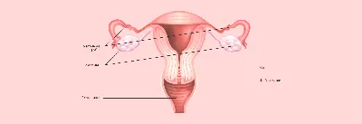 Как устроена женская репродуктивная система - Remedi