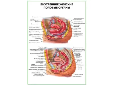 Внутренние женские половые органы плакат глянцевый А1/А2 › Купить оптом и в  розницу › Цена от завода