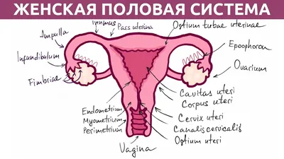 4 249 рез. по запросу «Половые органы» — изображения, стоковые фотографии,  трехмерные объекты и векторная графика | Shutterstock