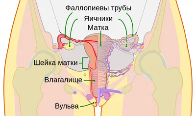 Разрывы влагалища и другие травмы женских половых органов