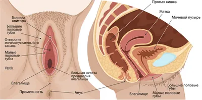 Интимная зона женщины: как она меняется в разном возрасте, какие интимные  проблемы возможны