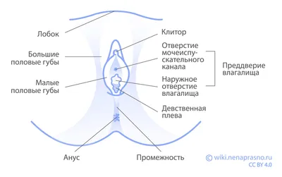 Онко Вики — Как устроена женская репродуктивная система?