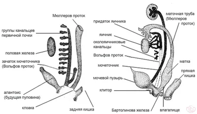 Заболевания женских половых органов - Urosvit