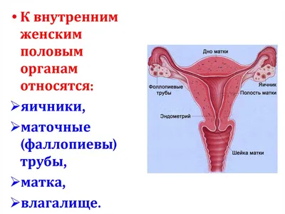 Влагалище | Анатомия, размеры женского влагалища