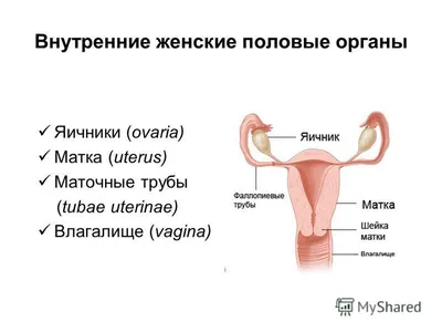 9 фактов об интимной гигиене, которые должна знать каждая девушка -  Лайфхакер