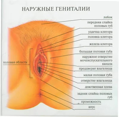 Клитор женского полового органа для уроков анатомии стоковое фото ©josekube  140893636