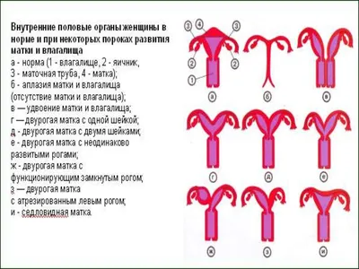 Бактериальный вагиноз: что необходимо знать каждой женщине? | Биомедика