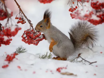 Картинки животные зимой