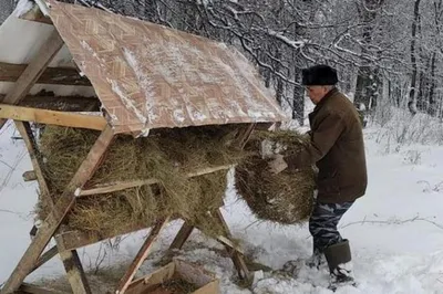 Птицы, которых можно увидеть зимой в Москве - Агентство городских новостей  «Москва» - информационное агентство