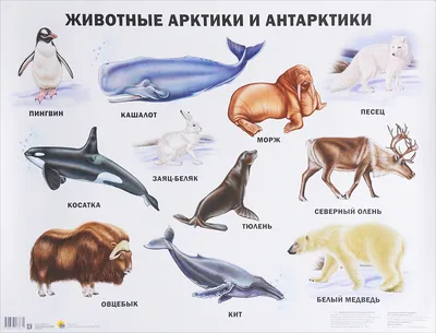 Картинки животных антарктиды обои
