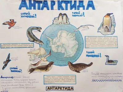 КАРТОЧКИ В ПАПКЕ. \"УМКА\" ЖИВОТНЫЕ АРКТИКИ И АНТАРКТИДЫ.ОБЪЕМ: 16 КАРТОЧЕК,  арт.4690590146484