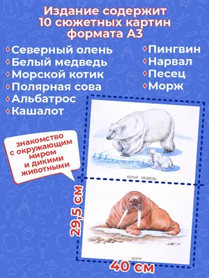 В Антарктиде из-за птичьего гриппа погибли сотни морских слонов - РИА  Новости, 08.12.2023