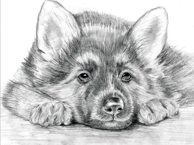 [75+] Картинки животных нарисованных карандашом обои