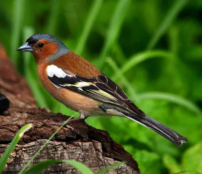 Common chaffinch song. AllVideo. - YouTube