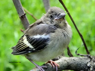 Зяблик (Fringílla coélebs)