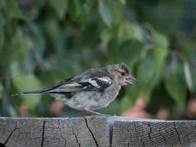 File:Пташенята зяблика (Fringslla coelebs).JPG - Wikimedia Commons