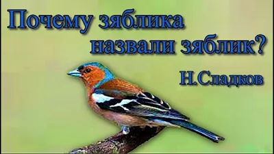 Весенний прилет зяблика — Фото №241254