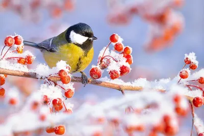 [78+] Картинки зима птицы обои