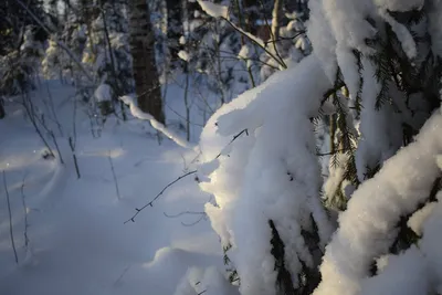 Рисунок Зима в лесу №264064 - «Зимняя сказка» (04.12.2021 - 19:59)