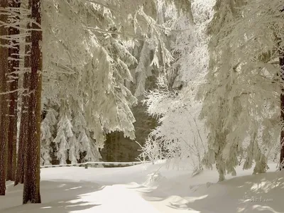 Зима в лесу. | Фотосайт СуперСнимки.Ру