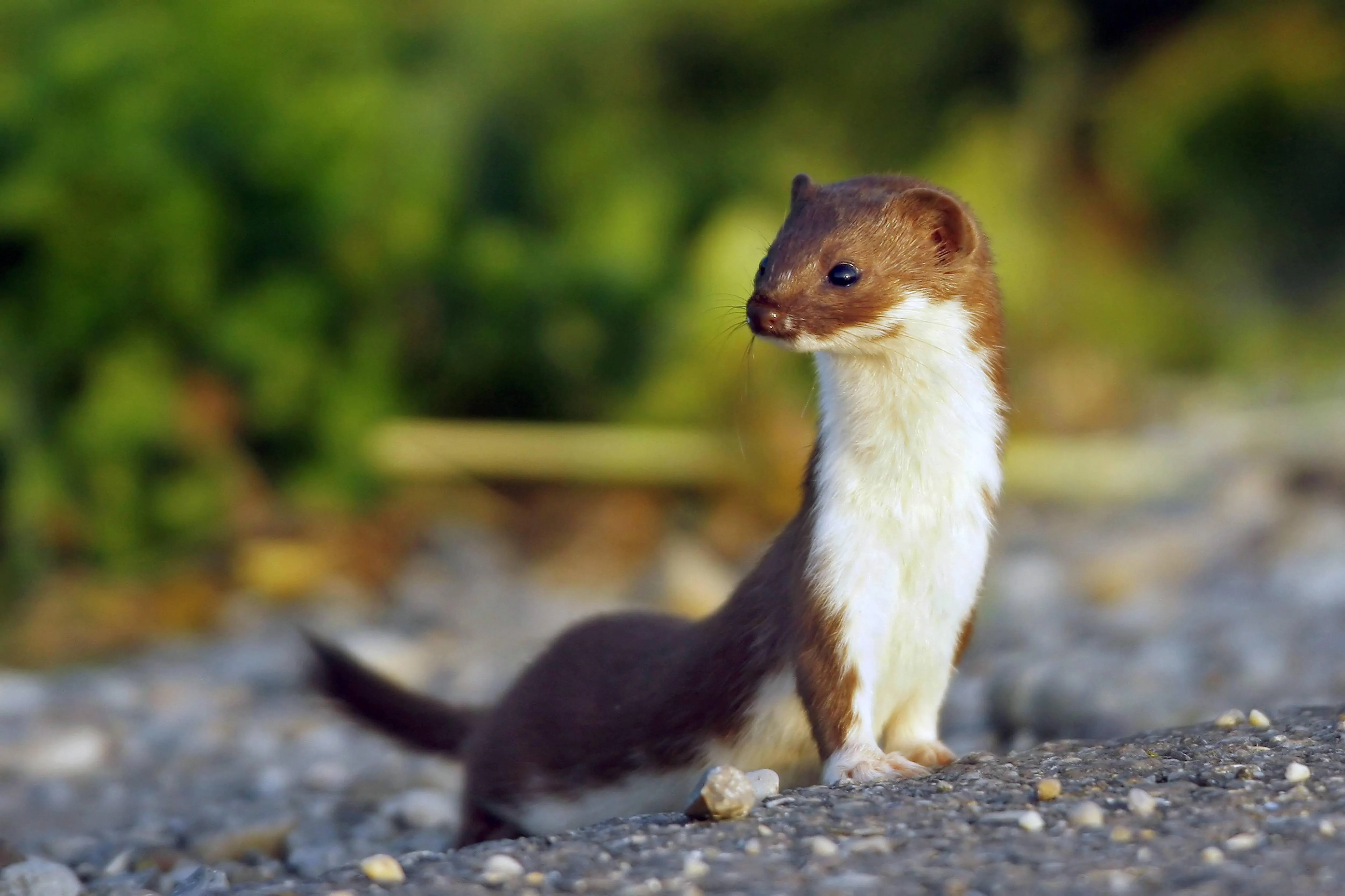 Фото ласки зверька летом. Mustela nivalis. Обыкновенная ласка. Ласка фото. Ласка картинки животное.