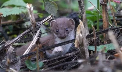 картинки : Ласка, Позвоночный, Хорек, Млекопитающее, Норка, stoat, Земное  животное, marten, Растительность, Мухомор, Бакенбарды, Дикая природа,  приспособление, лист, Плотоядное животное, American mink, Морда, организм,  трава, Viverridae, растение ...