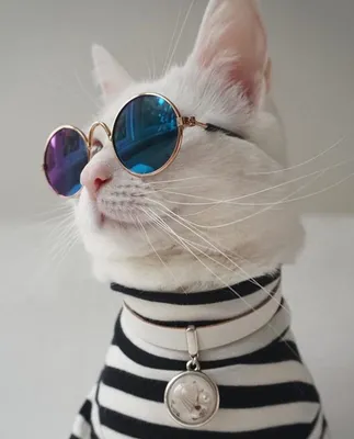 [79+] Картинку кот в очках обои