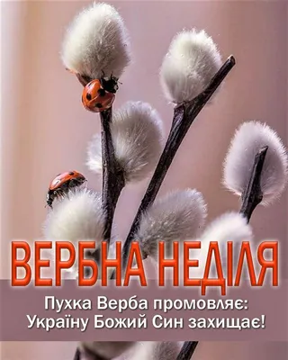 Вербна неділя: привітання в віршах та прозі, листівки — Укрaїнa