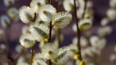 Ukrainian Lessons - Сьогодні Вербна неділя! Today is Willow Sunday (Palm  Sunday)! The last Sunday before Easter is called Willow Sunday (Verbna  nedilia). On this day, pussy willow branches are blessed in