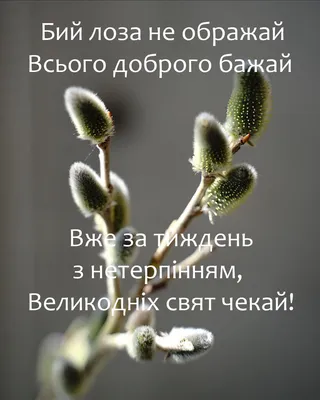 Вербна неділя: що нести до церкви і яка молитва є особливою у цей день –  Старкон.City