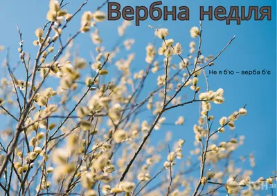 Вербна неділя: привітання в віршах та прозі, листівки — Укрaїнa