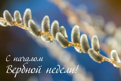 Арсеній Яценюк - Вербна неділя – свято великої символічної глибини. Через  випробування Страсного тижня до Перемоги життя над смертю. Зі святом усіх,  за тиждень Великдень! | Facebook