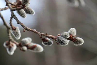 Вербна неділя: красиві листівки до свята та найліпші побажання у віршах і  прозі | Лісівник