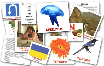 Карточки Домана \"Овощи\": купить в интернет магазине карточки Домана овощи в  Москве