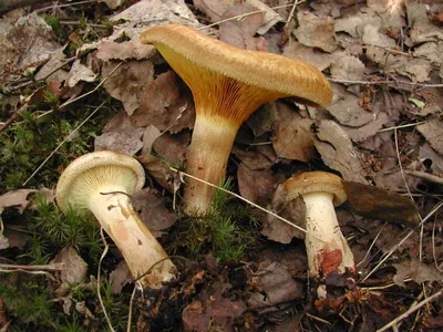 [80+] Каталог грибов украины с картинками обои