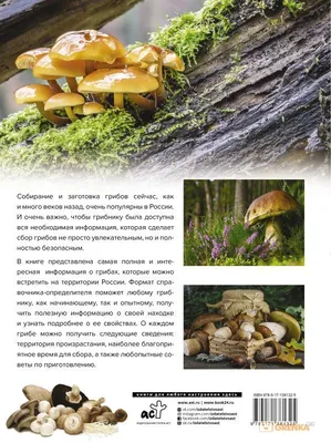 Фотокаталог грибов: Свинушка тонкая (Paxillus involutus)