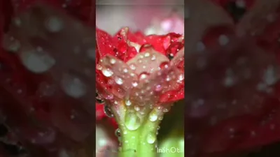 хэерлекич🌹🌹🌹💕 | TikTok