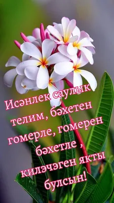 Хэерле иртэ белэн сезне дусларым!.. | TikTok
