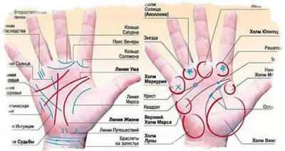 Линия денег - знак богатства на руке. Будете ли вы жить в достатке? Давайте  проверим | Лисичка | Дзен