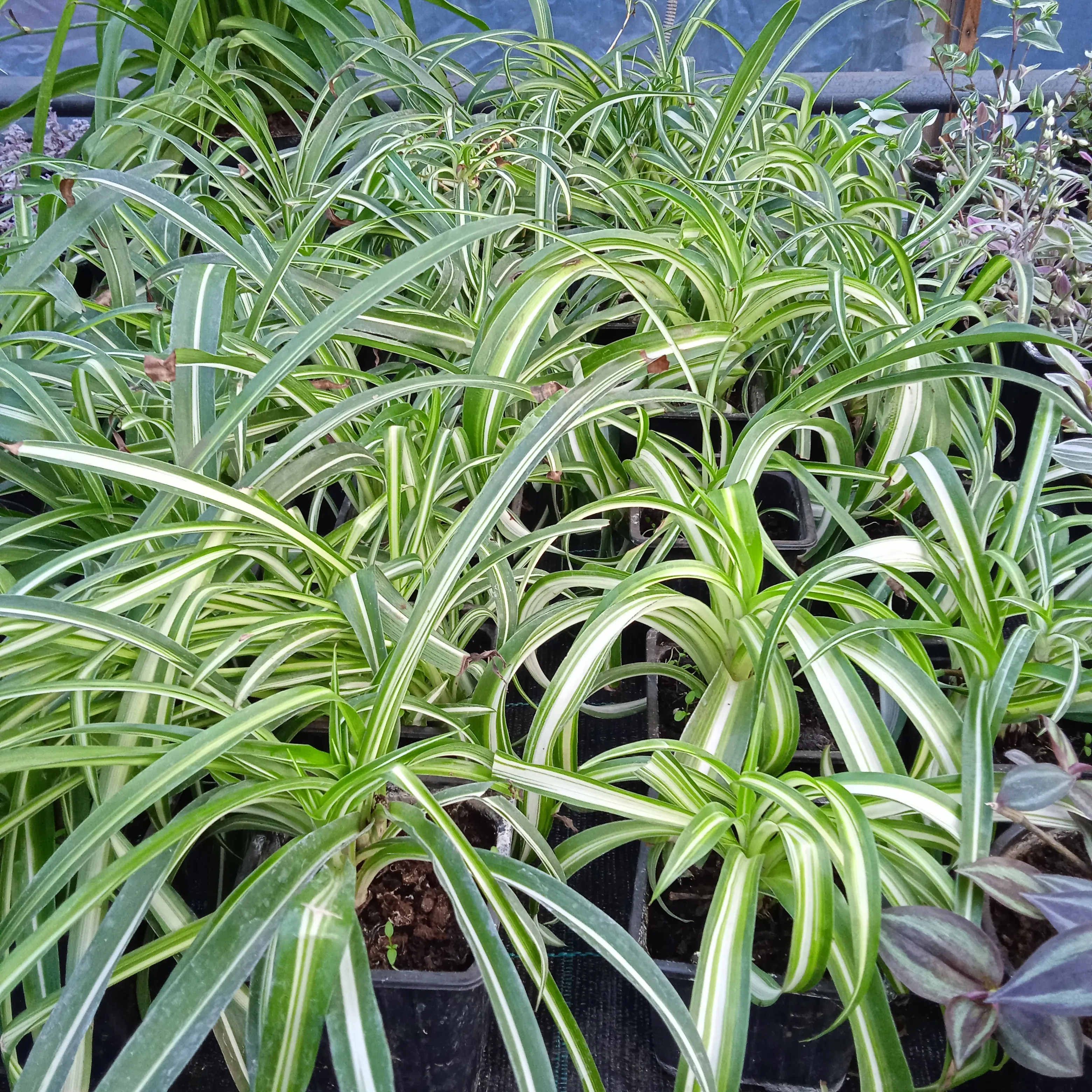 Chlorophytum SP Charlotte