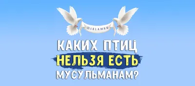 Хорошо так говорить, когда они есть. Ноги не нужны. Хорошо. / вс упрлс ::  енот :: рыба :: комикс :: ноги / смешные картинки и другие приколы:  комиксы, гиф анимация, видео, лучший интеллектуальный юмор.