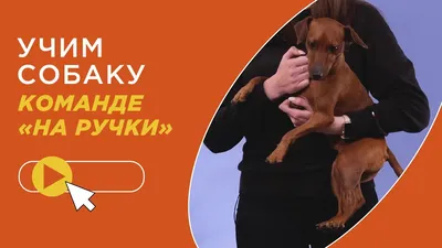 Купить чехлы на ручки коляски трости Happy Mom, цены на Мегамаркет |  Артикул: 600000965660