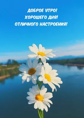 Olgа🌺🌿 on X: \"@veskii4571 @ValentinaSh7 Доброе утро!😘  https://t.co/VCNWXDkeTy\" / X