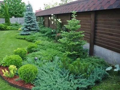 Хвойные растения для дачи: деревья и кустарники в садовом дизайне