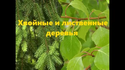 Лиственные и хвойные деревья. Детям о деревьях - YouTube